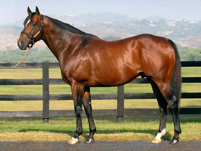 horse-04